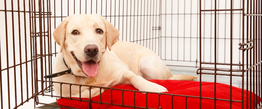 5 Tips for Crate Training Your Dog