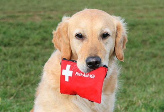 Build a First Aid Kit for Your Dog