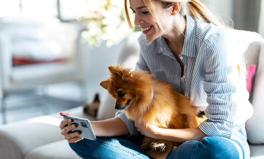 5 Important Things to Look for in a Pet Sitter