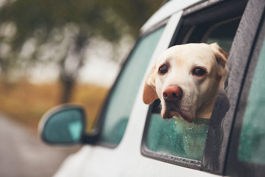 6 Things to Consider While Preparing Your Dog for a Road Trip